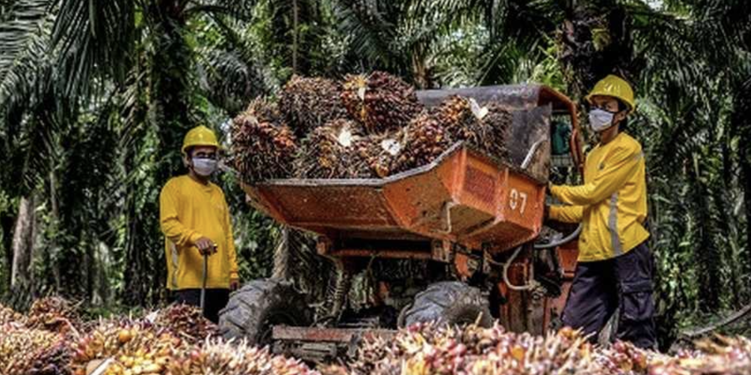 Naik Laba Bersih Astra Agro Capai Rp Triliun Astra Agro Lestari