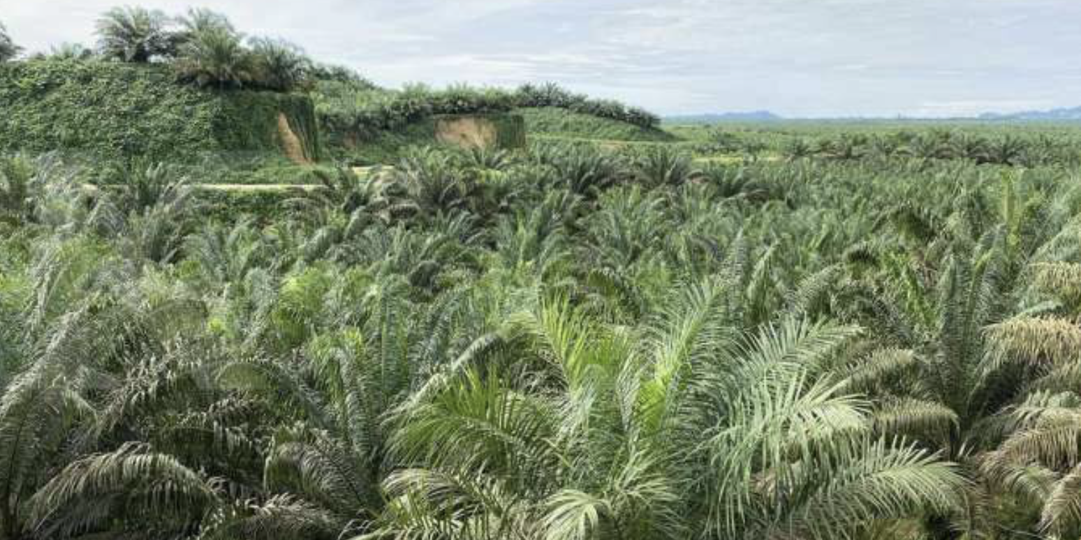 Astra Argo Lestari AALI Replants 5 000 Hectares Of Oil Palm Land Per