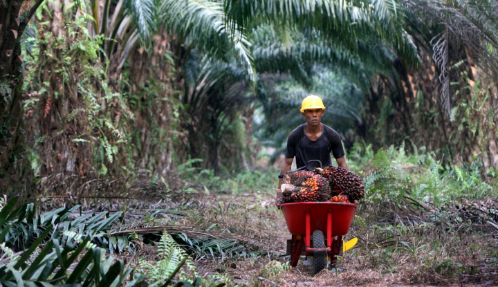 Harga Cpo Global Merangkak Naik Kok Bisa Astra Agro Lestari