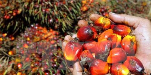 Red Palm Oil: Nutrition Facts, Benefits, and Concerns - Nutrition