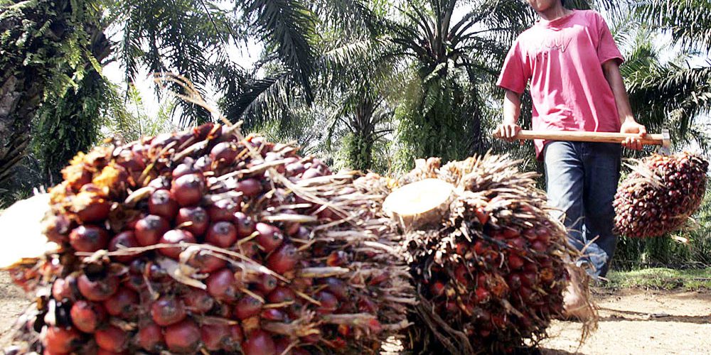 First-half contraction in palm oil output, exports due to ...