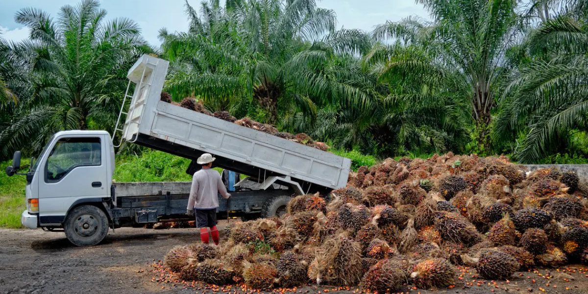 This Is How Palm Oil Is Made