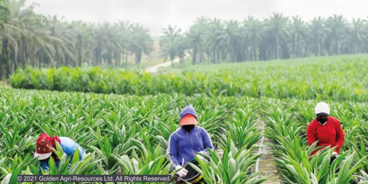 Q&A: Ensuring sustainable palm oil production amid a pandemic – Astra ...