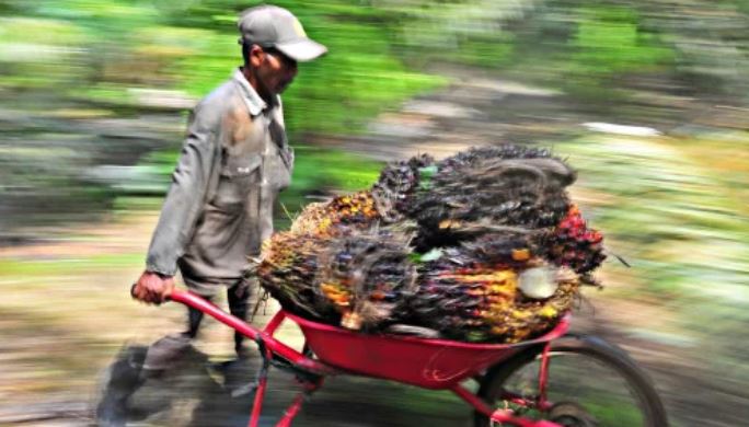 Komitmen Keberlanjutan Industri Sawit Paling Unggul Astra Agro Lestari 5414