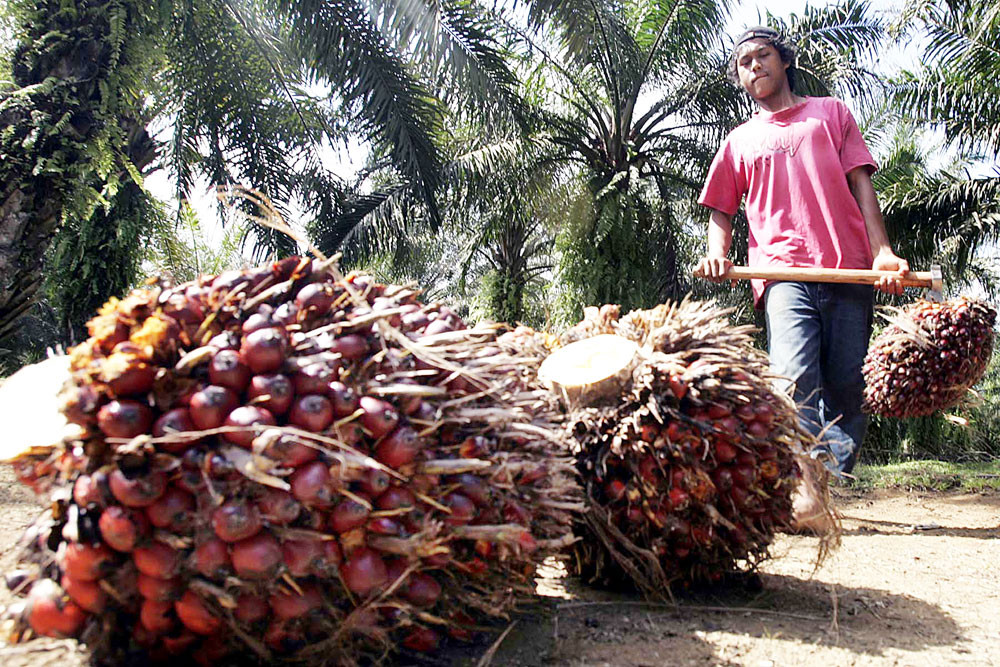 Improving Sustainable Indonesian Palm Oil – Astra Agro Lestari