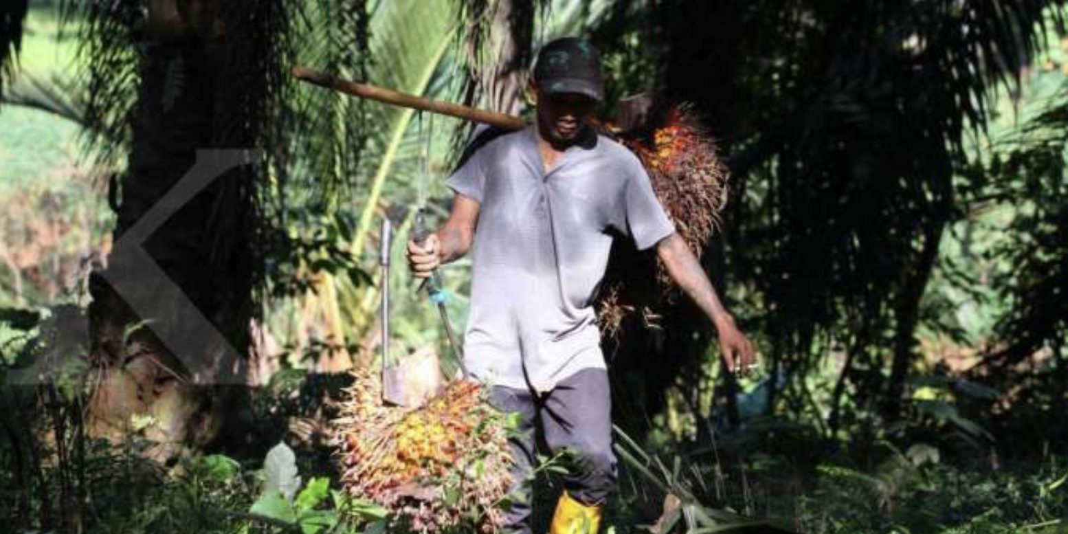 Upaya Memperkuat Kemitraan Petani Kelapa Sawit Di Tengah Persaingan ...