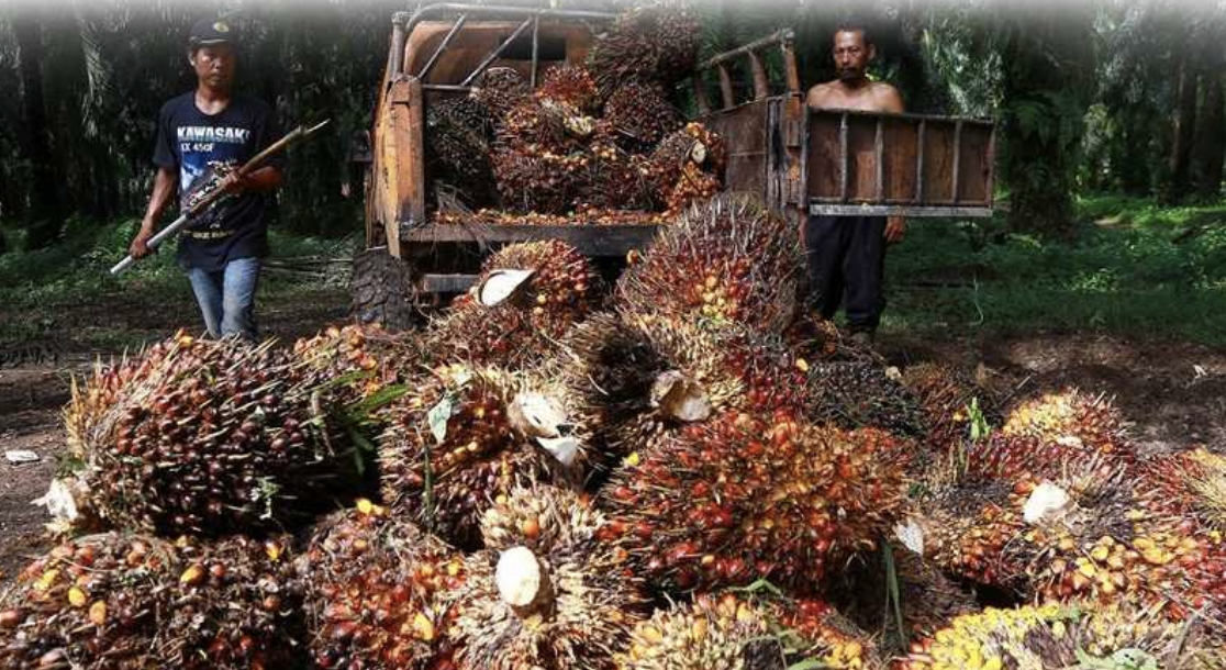 Pemberdayaan Petani Kelapa Sawit Bisa Dorong Produksi CPO Berkelanjutan ...