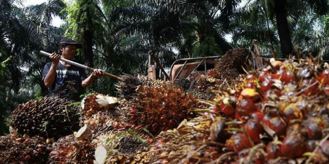 Fokus Pasar: Hilirisasi Industri Sawit – Astra Agro Lestari