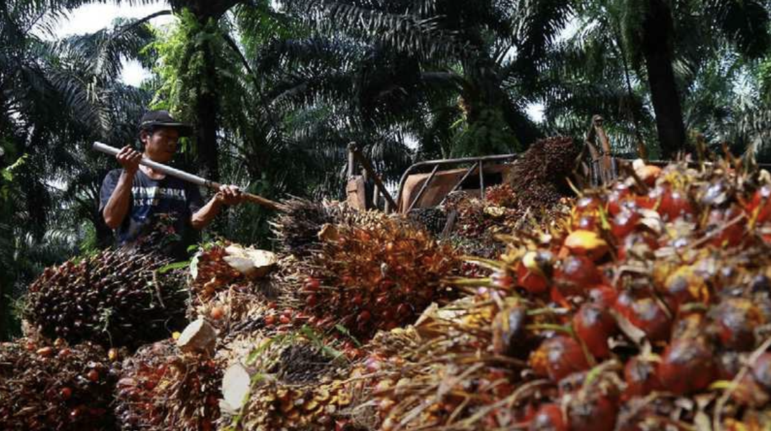 Fokus Pasar: Hilirisasi Industri Sawit – Astra Agro Lestari