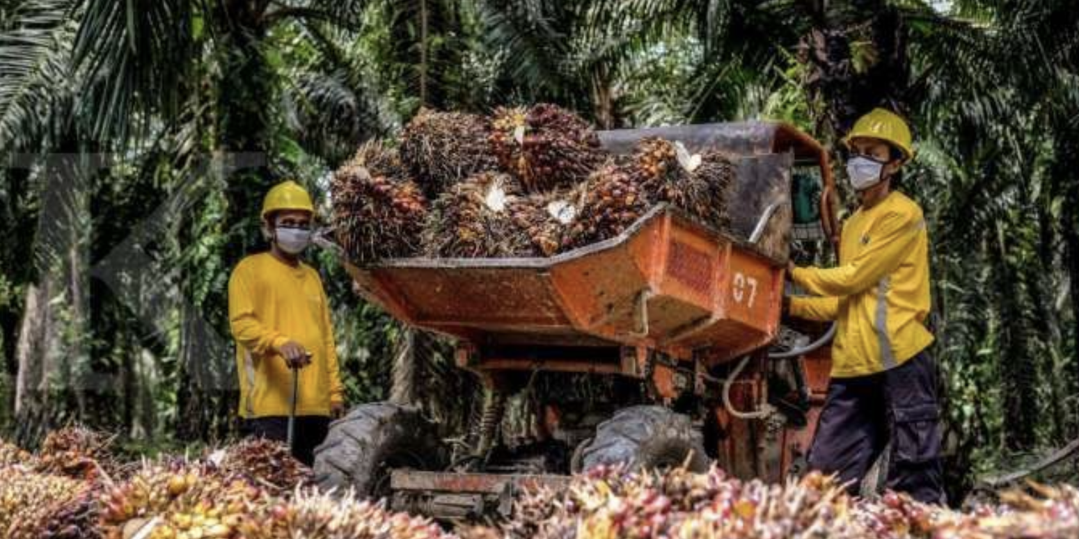 Tingginya Harga CPO Bisa Jadi Katalis Positif Untuk Kinerja AALI Tahun ...