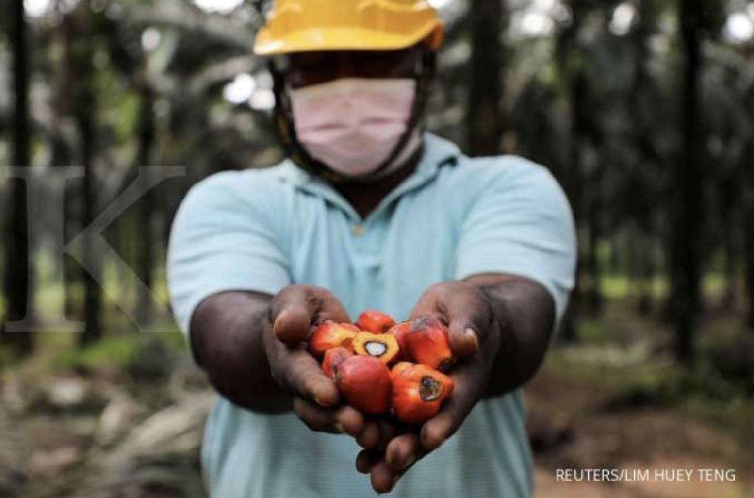 Malaysia Palm Oil Prices Seen Trading Above 6,000 Rgt In 2022 -State ...