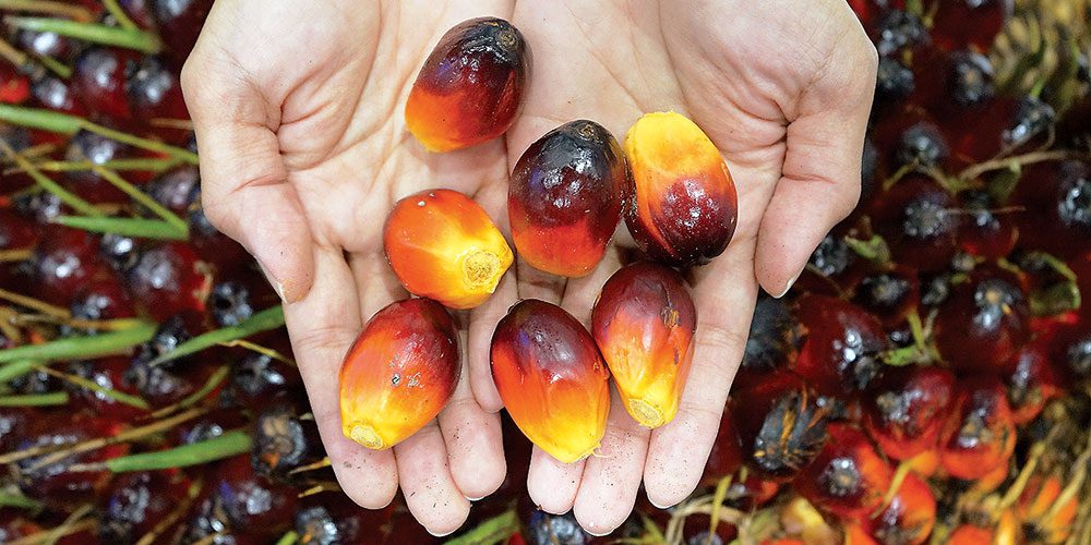 Malaysia, Indonesia to meet EU in May over palm oil ban – Astra Agro ...