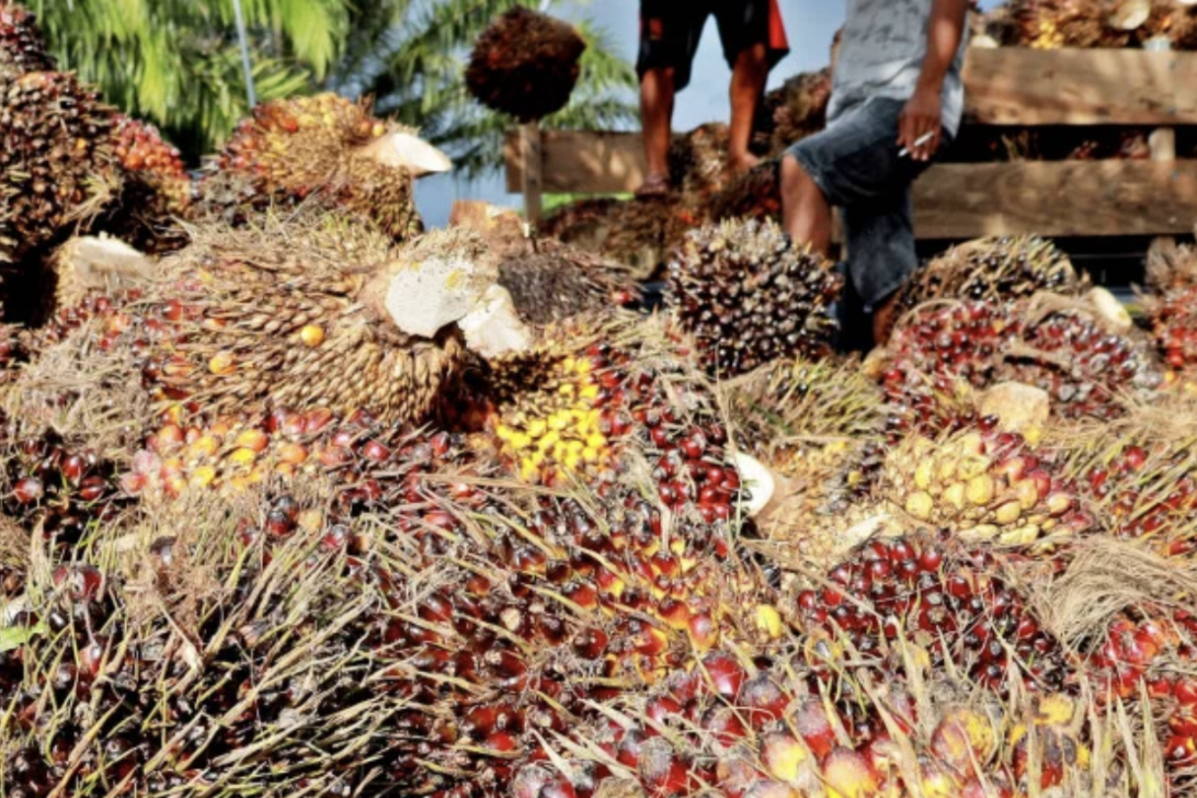 Berita Terbaru – Astra Agro Lestari