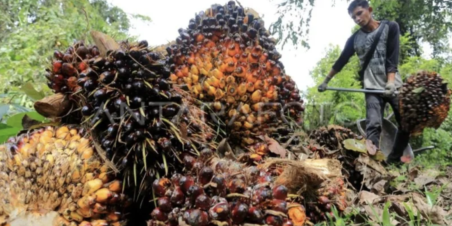 BRIN: Bibit Unggul Mampu Perbaiki Produktivitas Kelapa Sawit – Astra ...