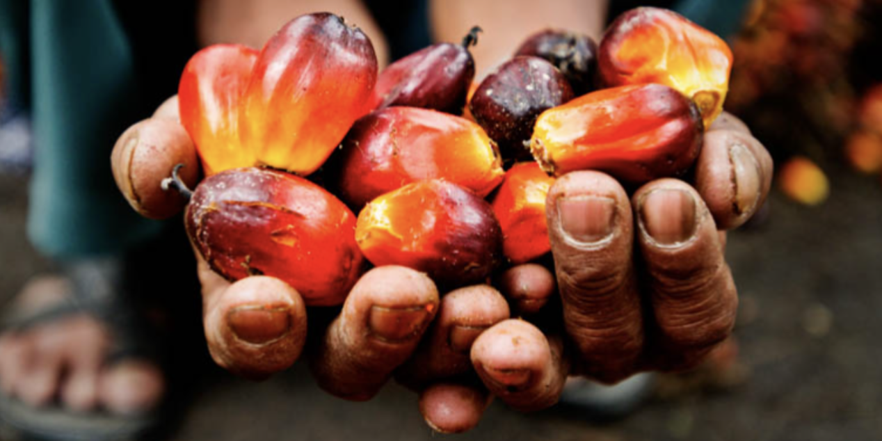 Govt Gives Green Light To Set Up Special Palm Oil Institution – Astra ...