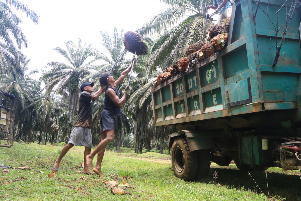 Saving The National Palm Oil Industry And The Roadmap To 2045 Astra   204c01a7 6362 4052 B404 F594ef07818c Jpg 