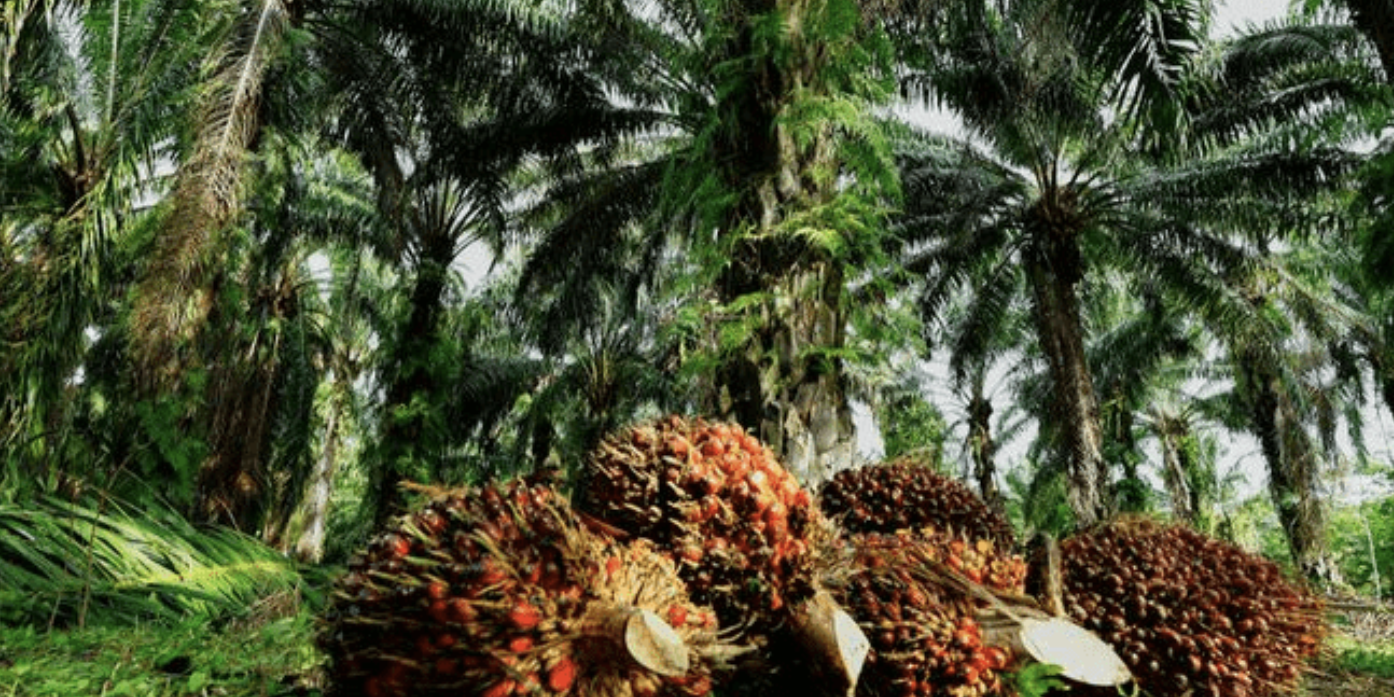 Kelapa Sawit Komoditas paling Siap Dalam Pencapaian Net Zero Emission di Sektor Industri Tahun 2050 – Astra Agro Lestari